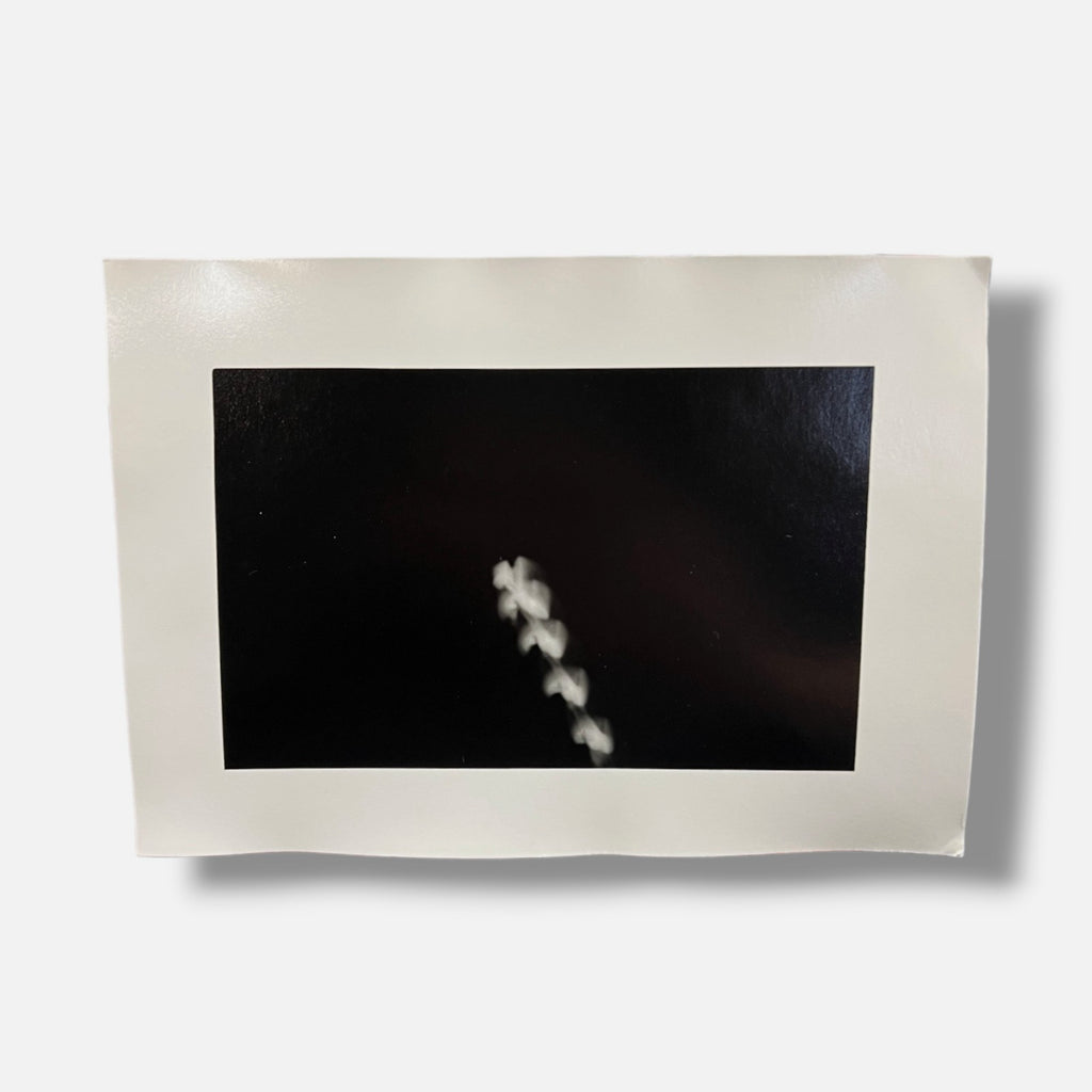 Toni Crabb "FIber 1 (Moths) VI" Limited Signed Art Photography Print, 12x17 cm