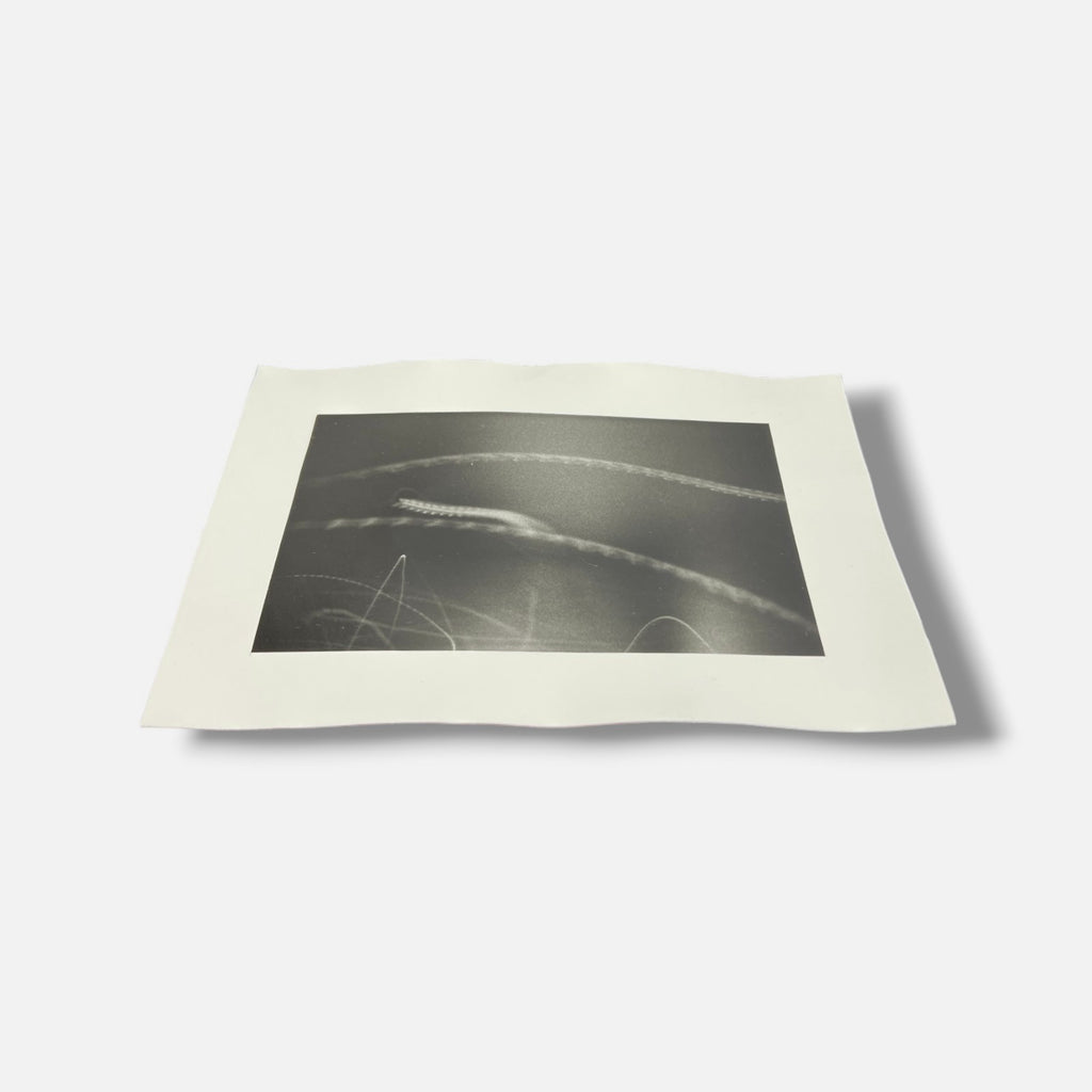 Toni Crabb "FIber 1 (Moths) V" Limited Signed Art Photography Print, 12 x 17 cm