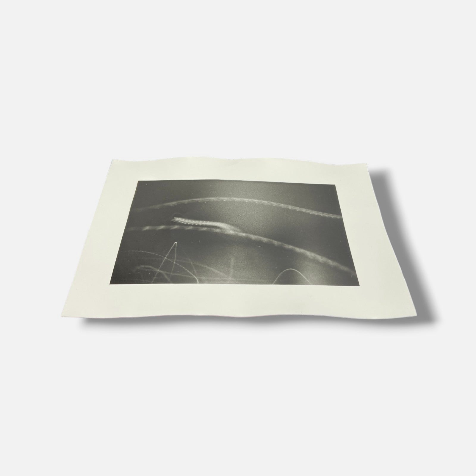 Toni Crabb "FIber 1 (Moths) V" Limited Signed Art Photography Print, 12 x 17 cm