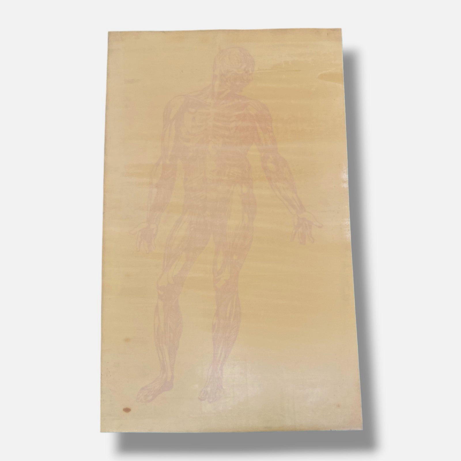 Jose Perez De Vargas Y Saldana "En La Piel I" Wall Art | 31.5 x 51.5"