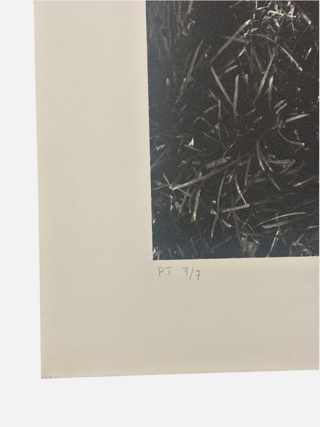 Alberto Carneiro ''Sinais e Sabedoria da Floresta'' P.T Limited Signed Art 82x59