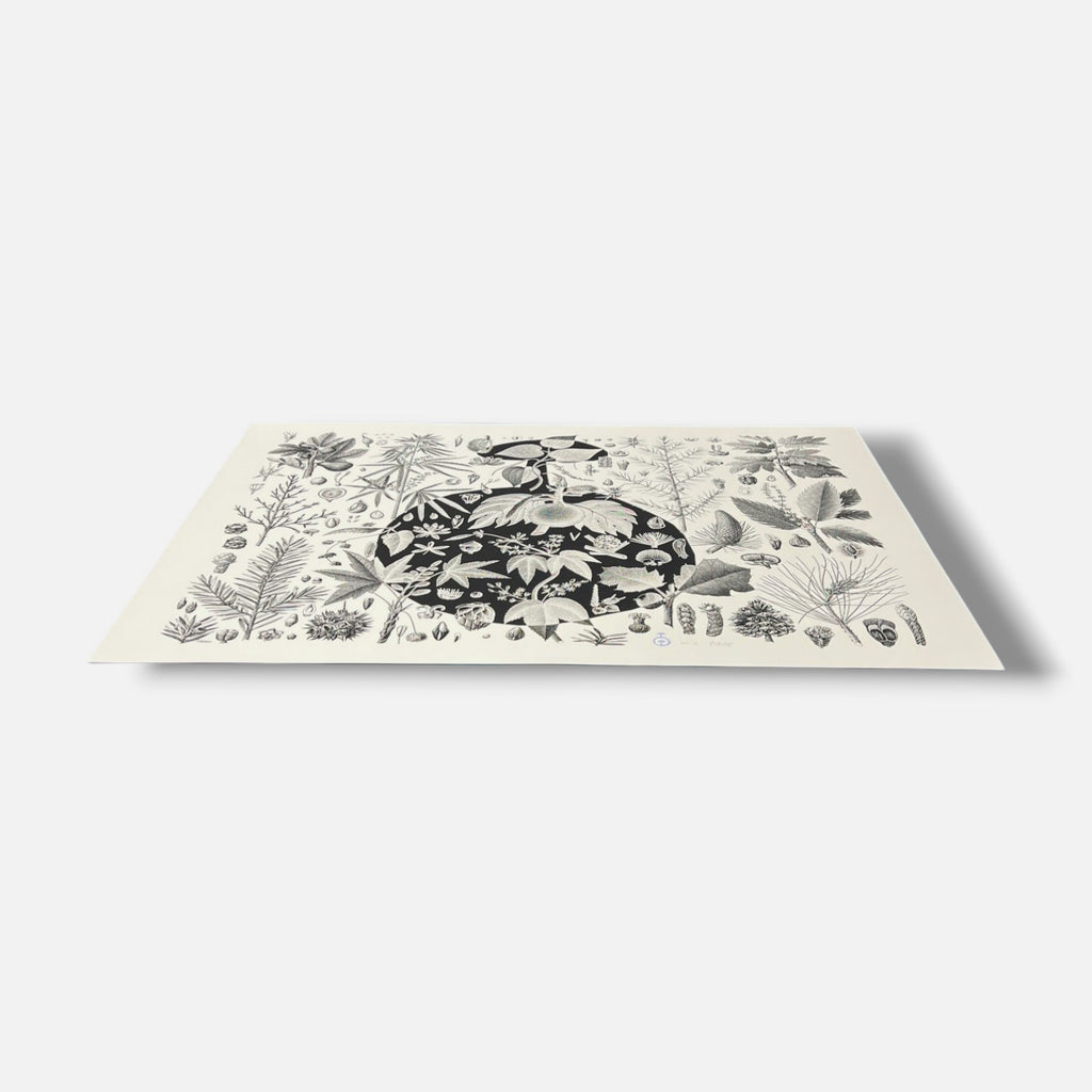 Pedro Oliver "Naturbomb II" H.C. 2006 Limited Signed Wall Art | 110 x 76 cm