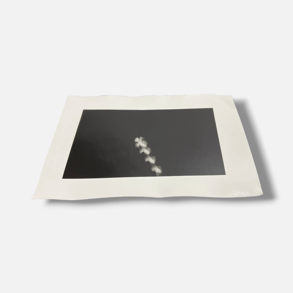 Toni Crabb "FIber 1 (Moths) VI" Limited Signed Art Photography Print, 12x17 cm