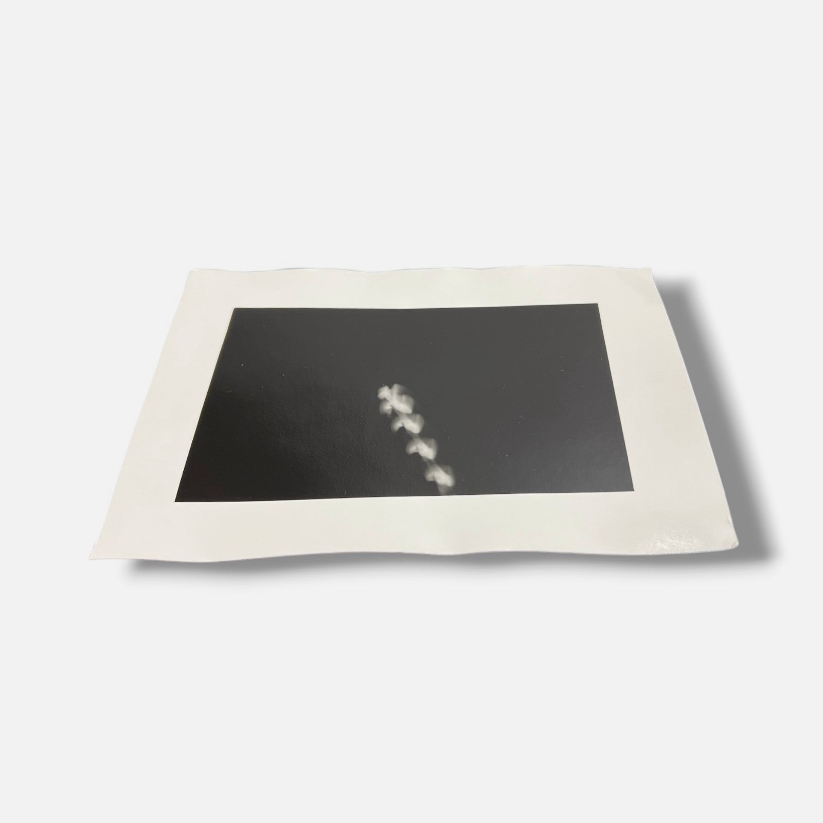 Toni Crabb "FIber 1 (Moths) VI" Limited Signed Art Photography Print, 12x17 cm