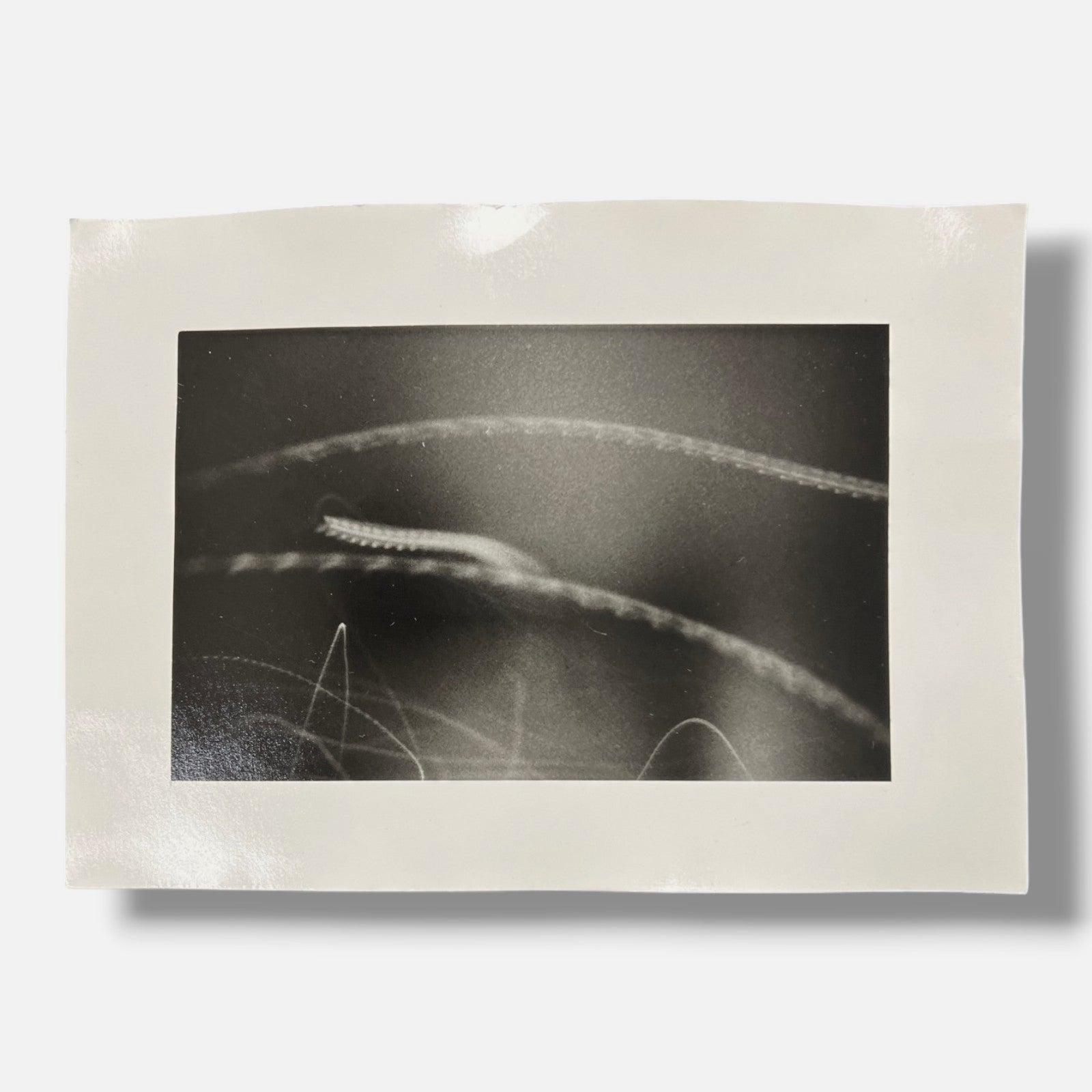 Toni Crabb "FIber 1 (Moths) V" Limited Signed Art Photography Print, 12 x 17 cm